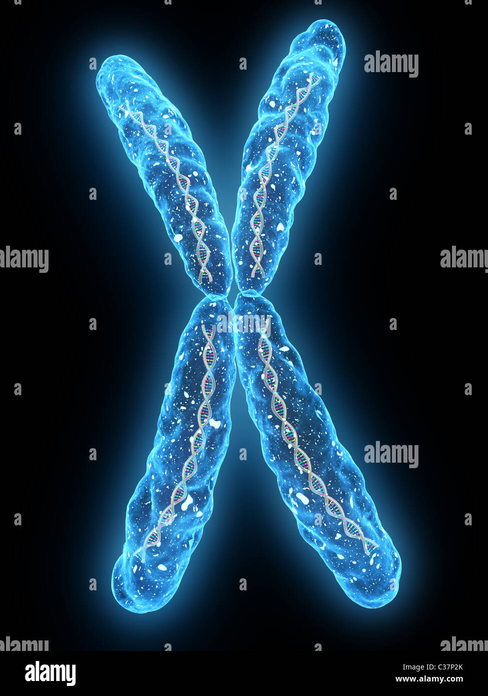 Chromosome hi-res stock photography and images - Alamy