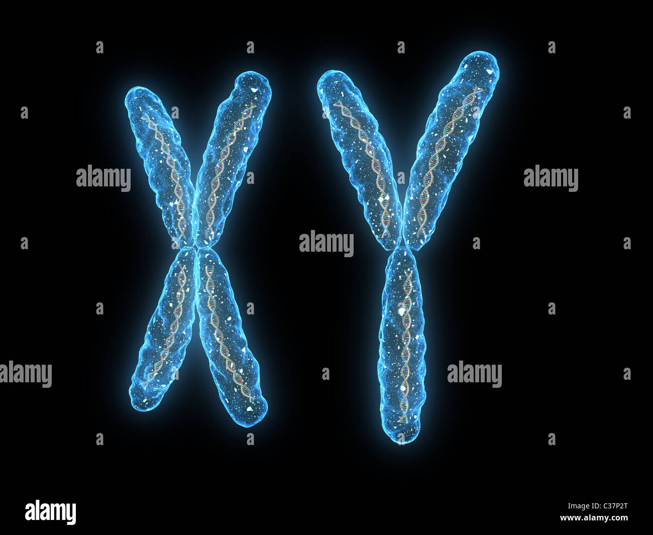 x - chromosome, y - chromosome Stock Photo