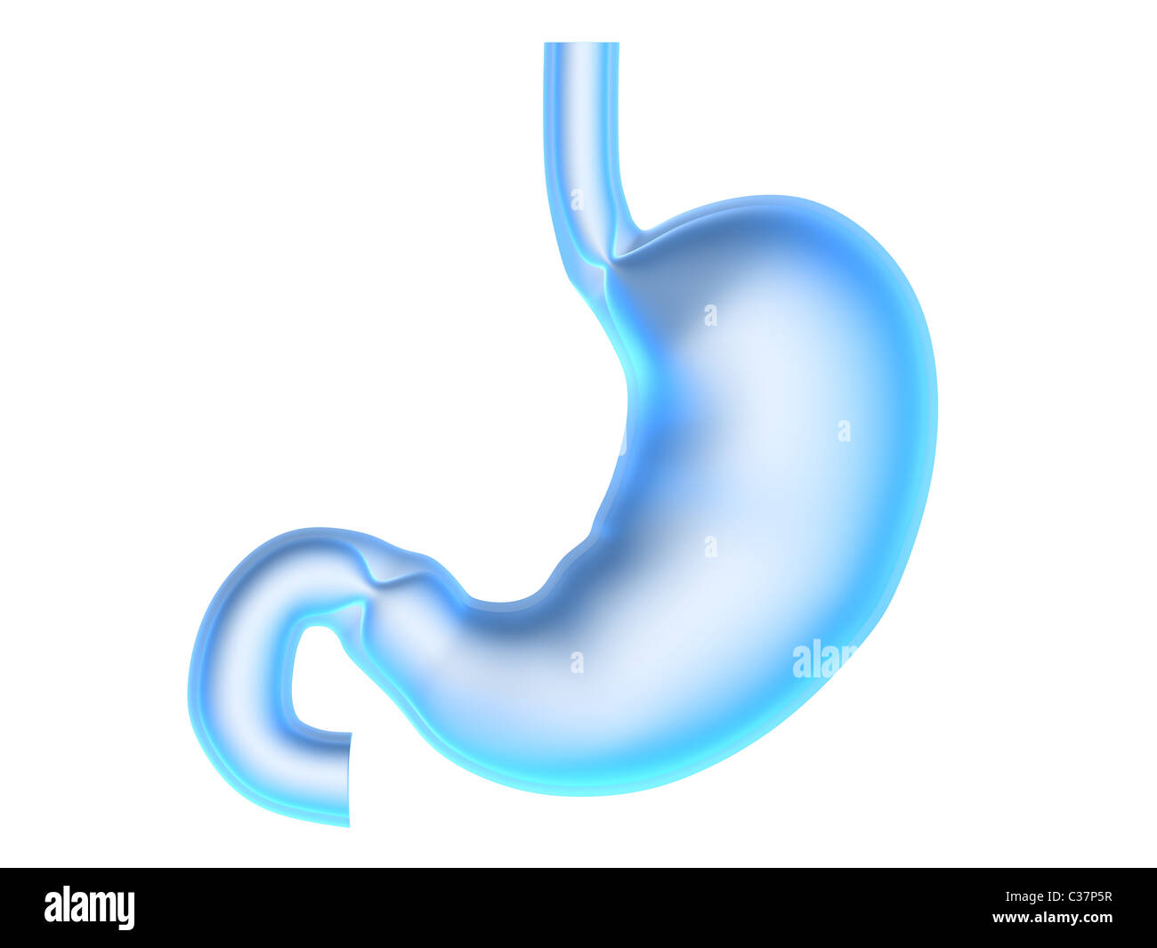 human stomach Stock Photo - Alamy