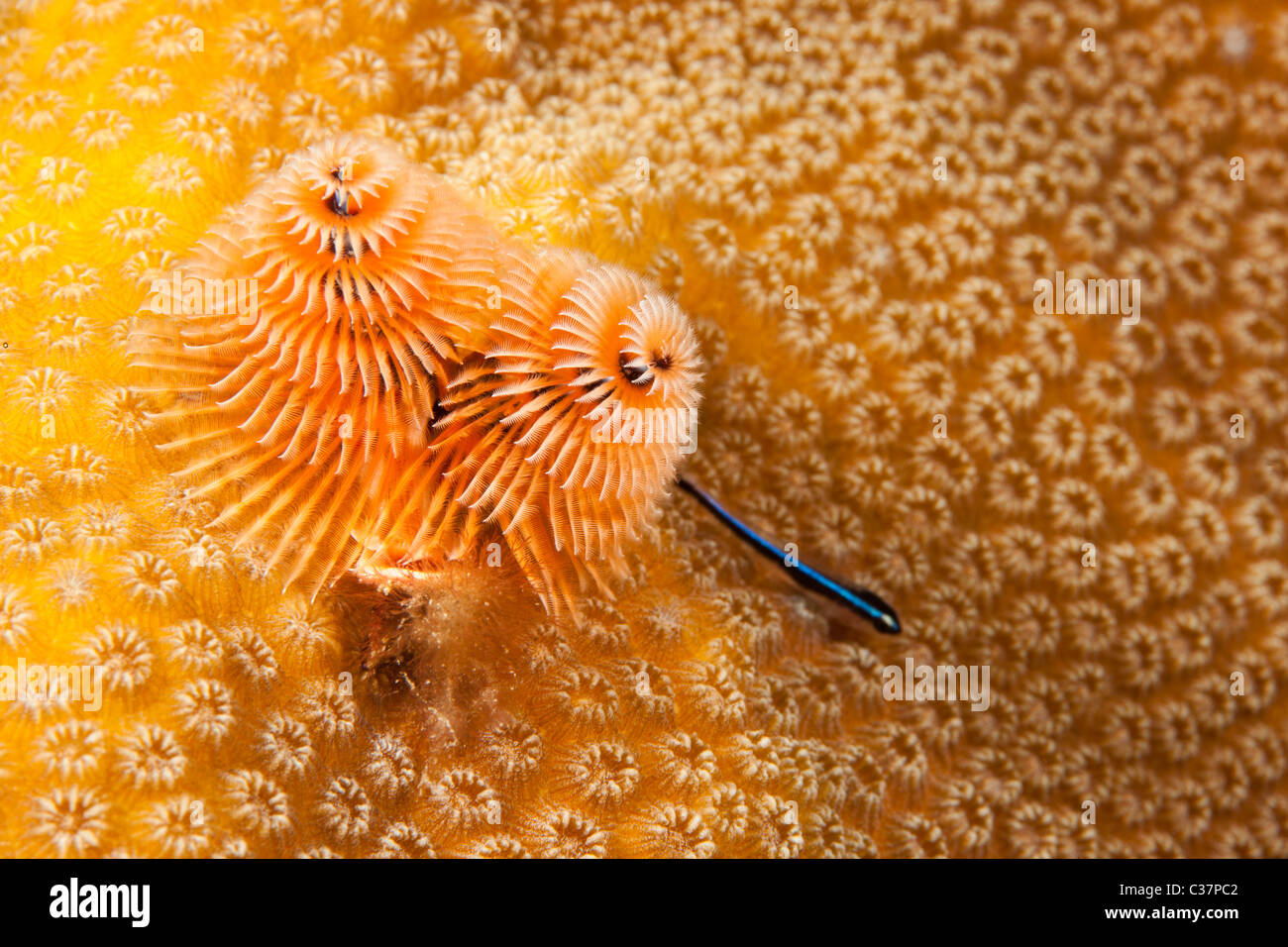 Christmas Tree Worm (Spirobranchus giganteus) and a Neon Goby Stock Photo