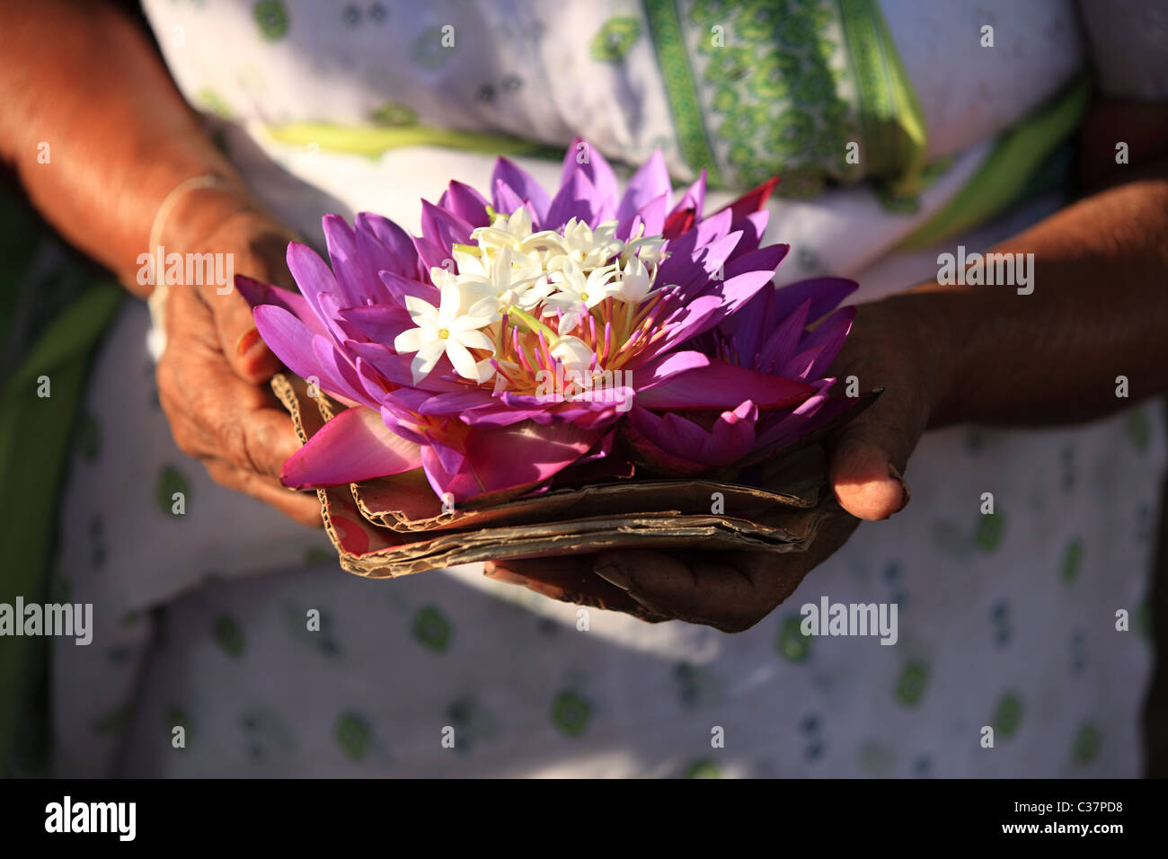 Water lilies , the national flower of Sri Lanka Asia Stock Photo Alamy