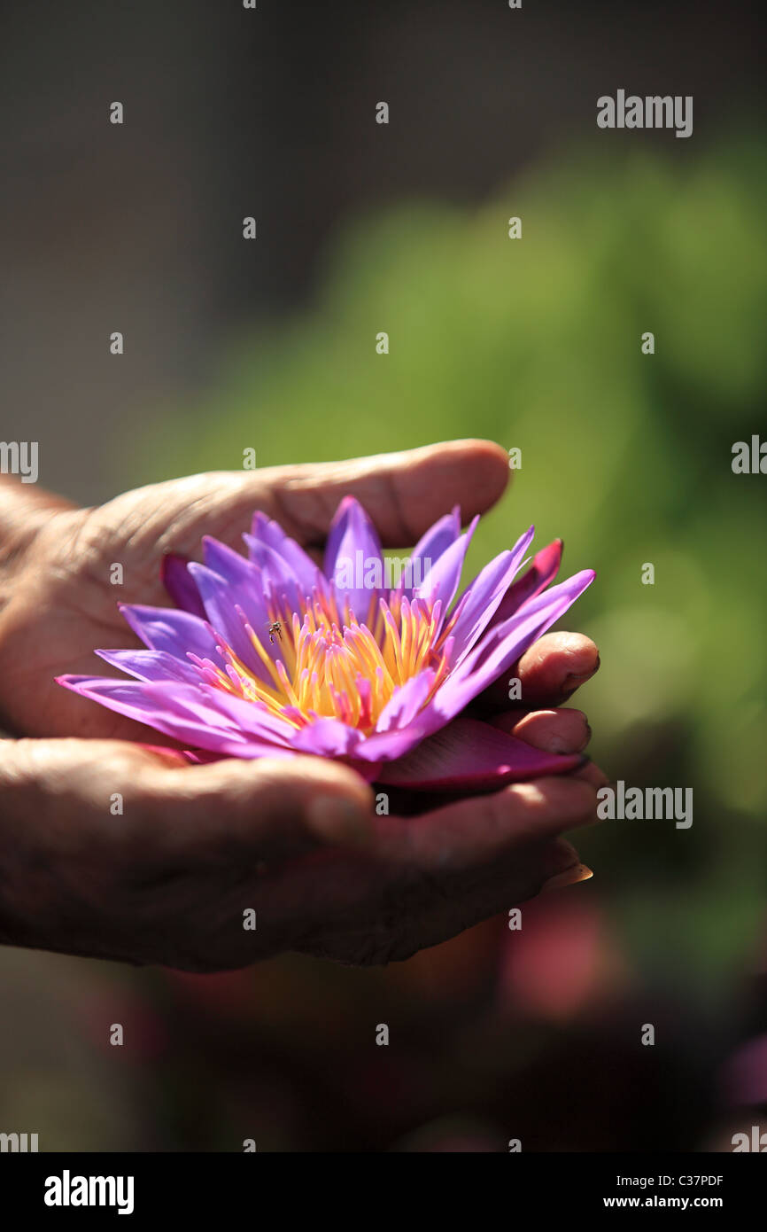 Water lilies , the national flower of Sri Lanka Asia Stock Photo Alamy