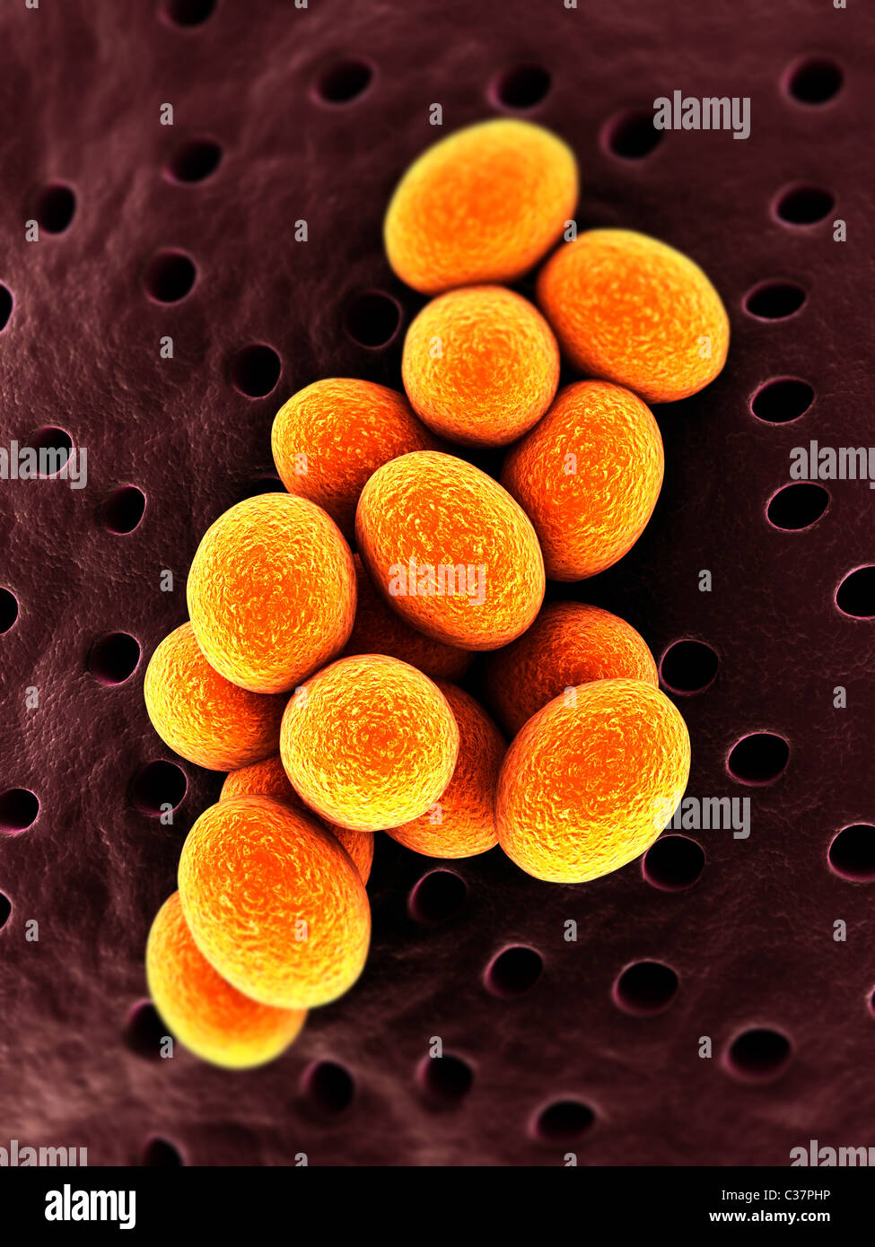 Золотистый стафилококк пищевая интоксикация. Стафилококк продукты питания. Стафилококк продукты питания. Стафилококк продукты питания. Стафилококковый токсикоз.