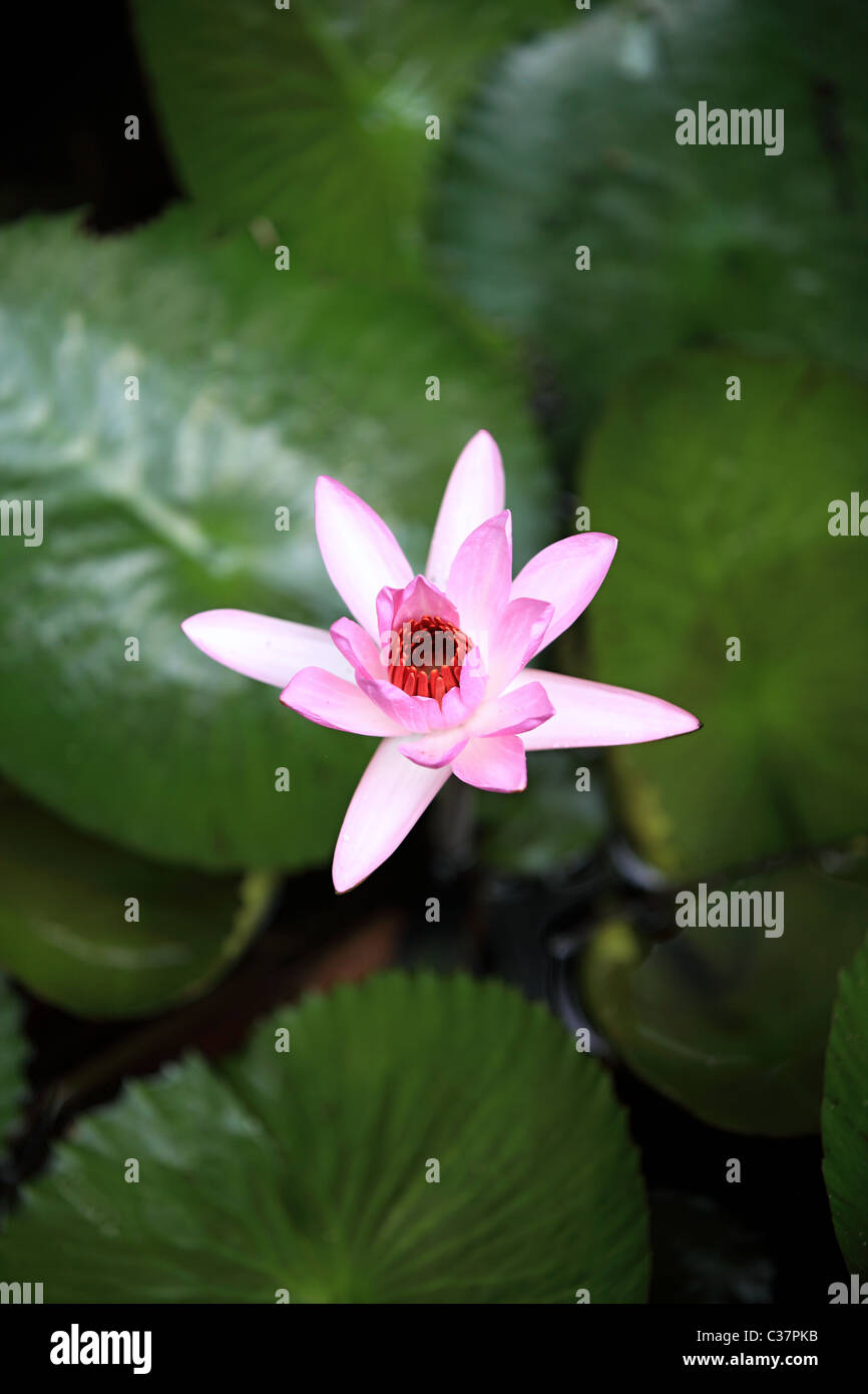 Water lilies , the national flower of Sri Lanka Asia Stock Photo Alamy