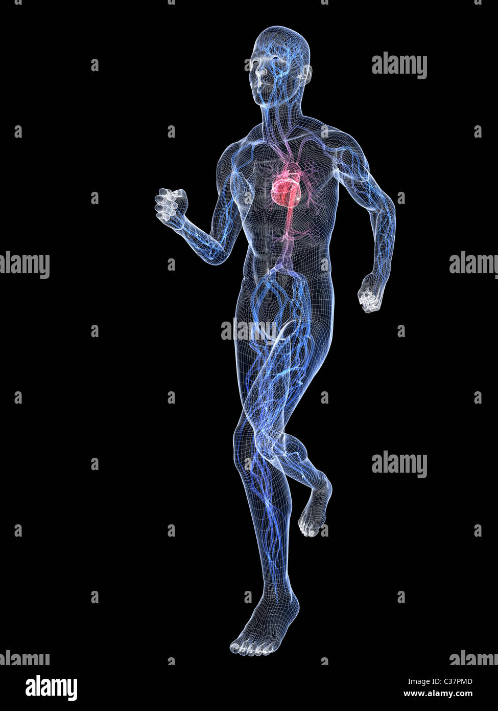 running skeleton vascular Stock Photo Alamy