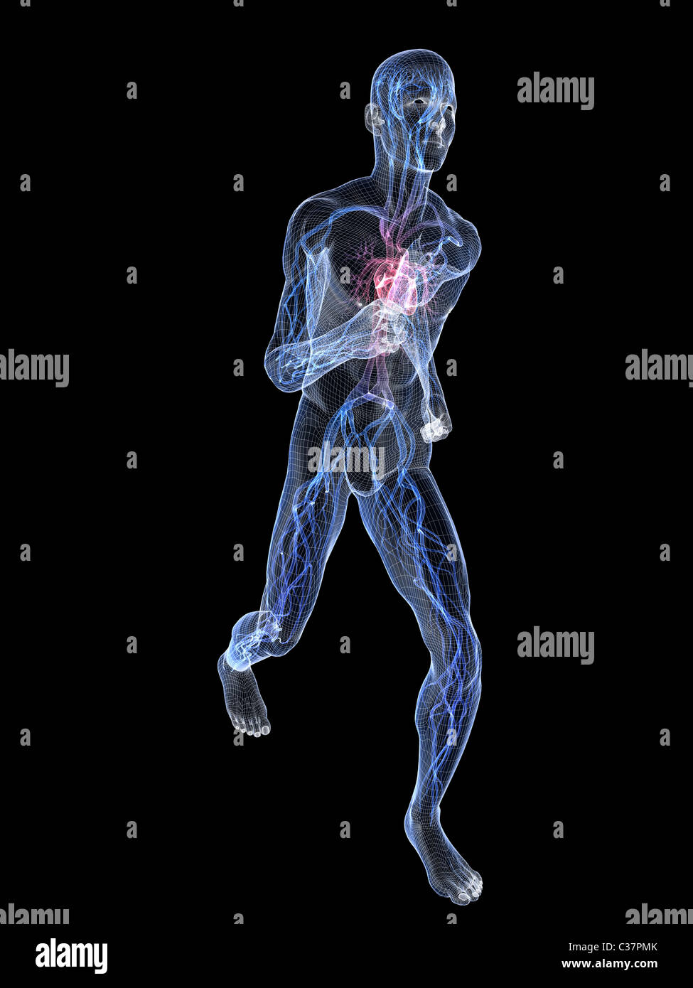 running skeleton vascular Stock Photo Alamy