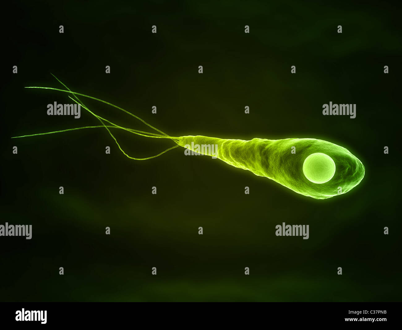 Tetanus Bacterium High Resolution Stock Photography and Images Alamy