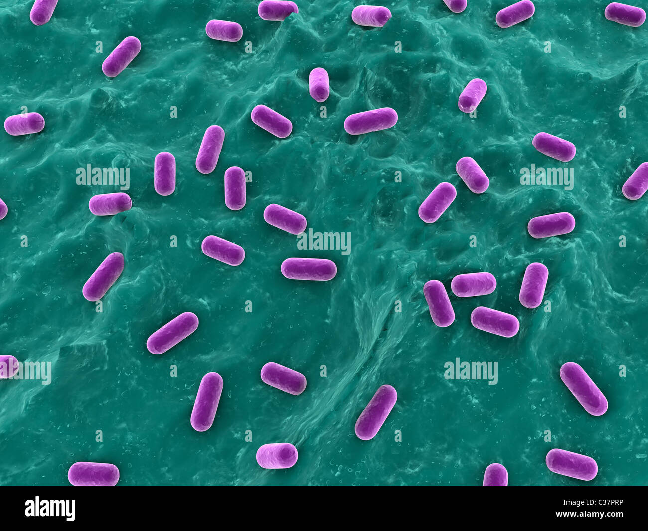 Lactobacillus In Yogurt Light Microscope
