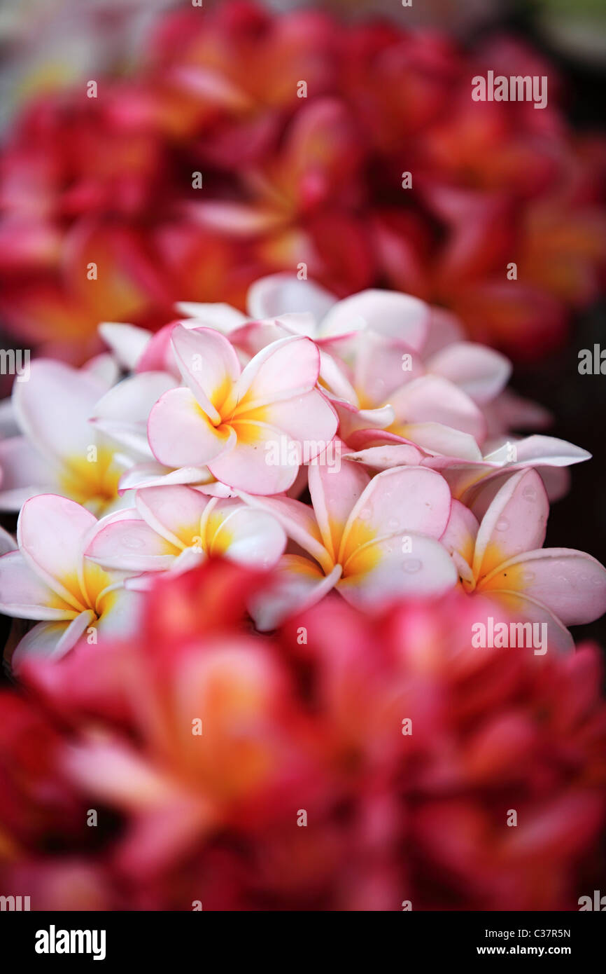 Beautiful flowers in Sri Lanka Asia Stock Photo Alamy