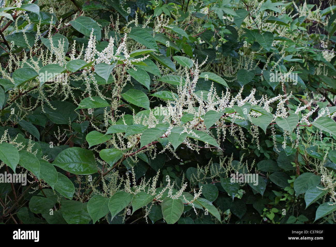 Giant Knotweed Or Sakhalin Knotweed (Reynoutria Sachalinensis Stock ...