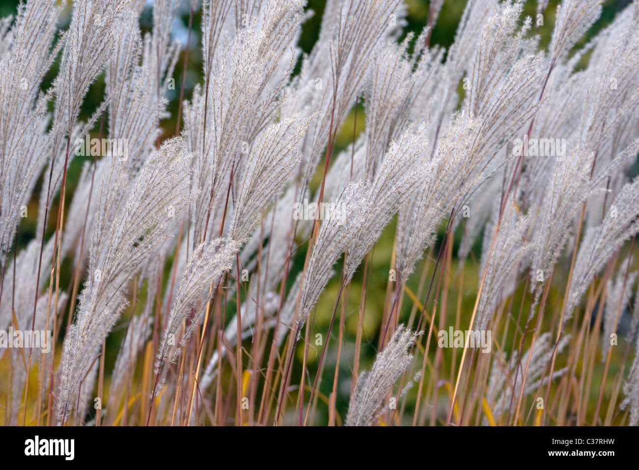 Amur silvergrass (Miscanthus sacchariflorus) Stock Photo