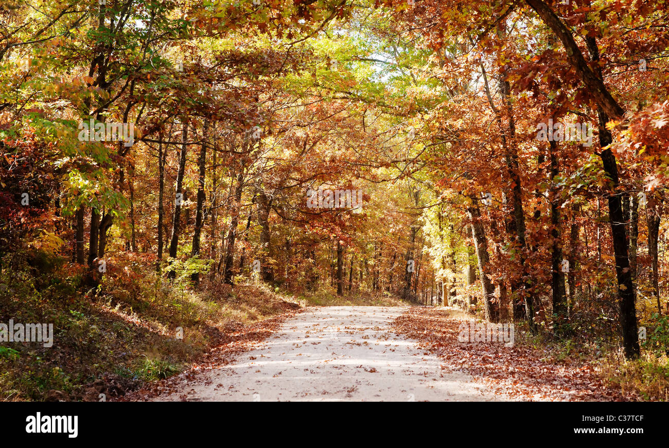 country rural road through the forest in autumn or fall Stock Photo - Alamy