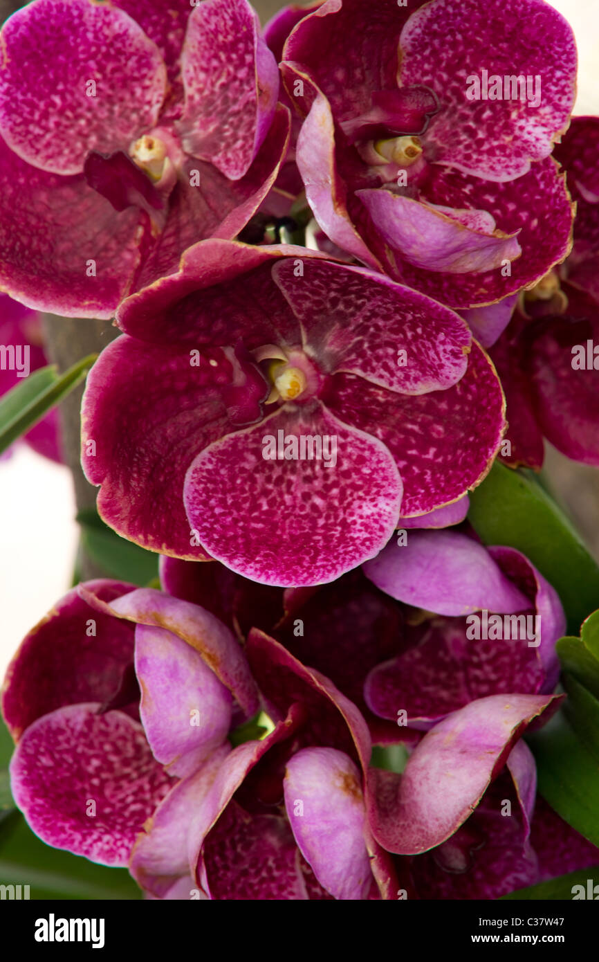 Orchids pink flowers hi-res stock photography and images - Alamy