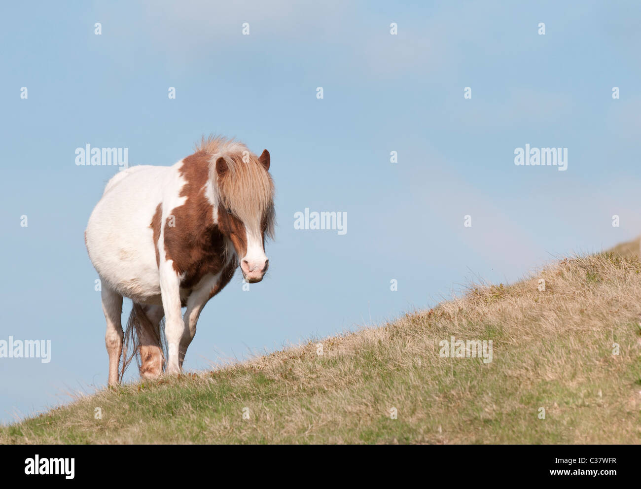 A piebald Welsh pony on the hillside of the Black Mountain, near Hay-on-Wye, Wales Stock Photo