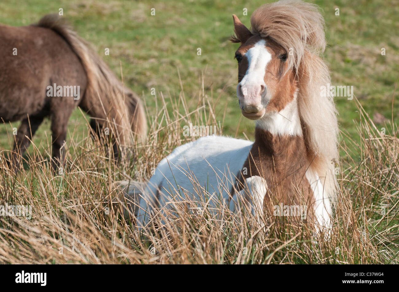 A piebald Welsh pony on the hillside of the Black Mountain, near Hay-on-Wye, Wales Stock Photo