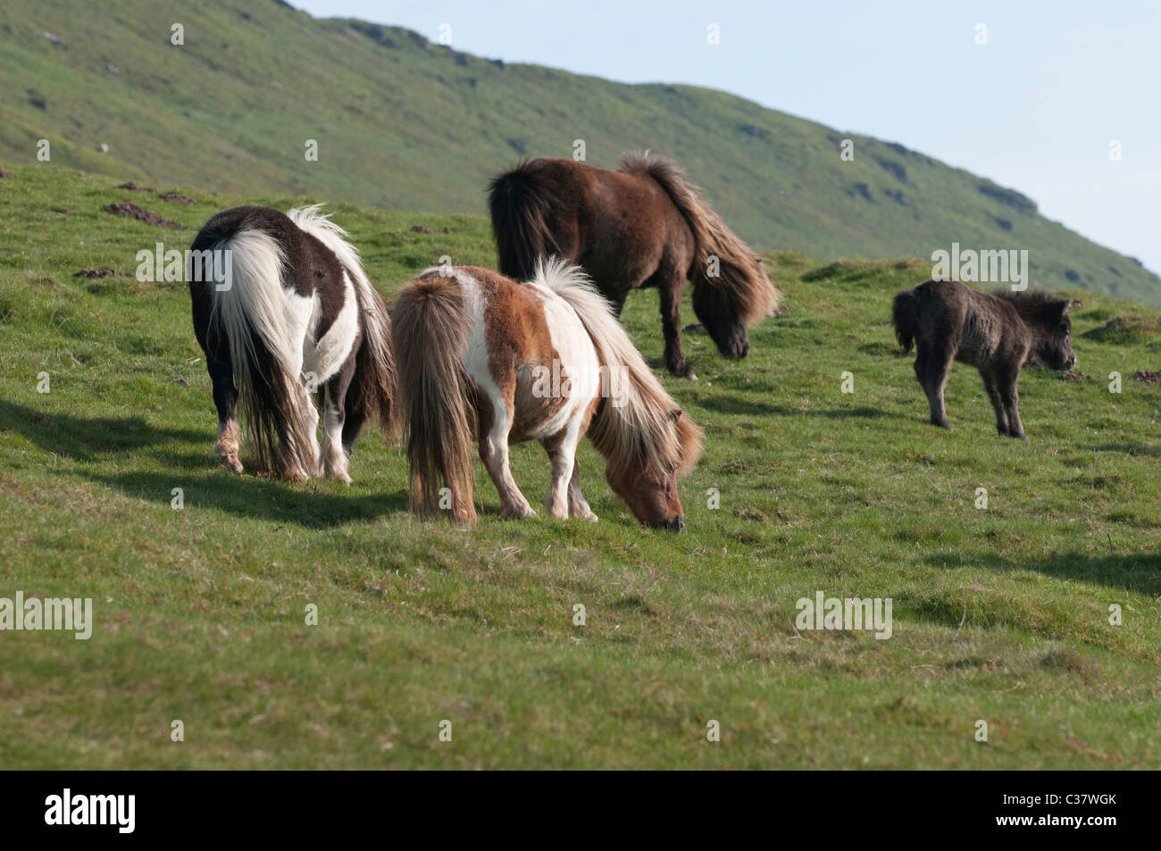 Welsh ponies grazing on the hillside of the Black Mountain, near Hay-on-Wye, Wales Stock Photo