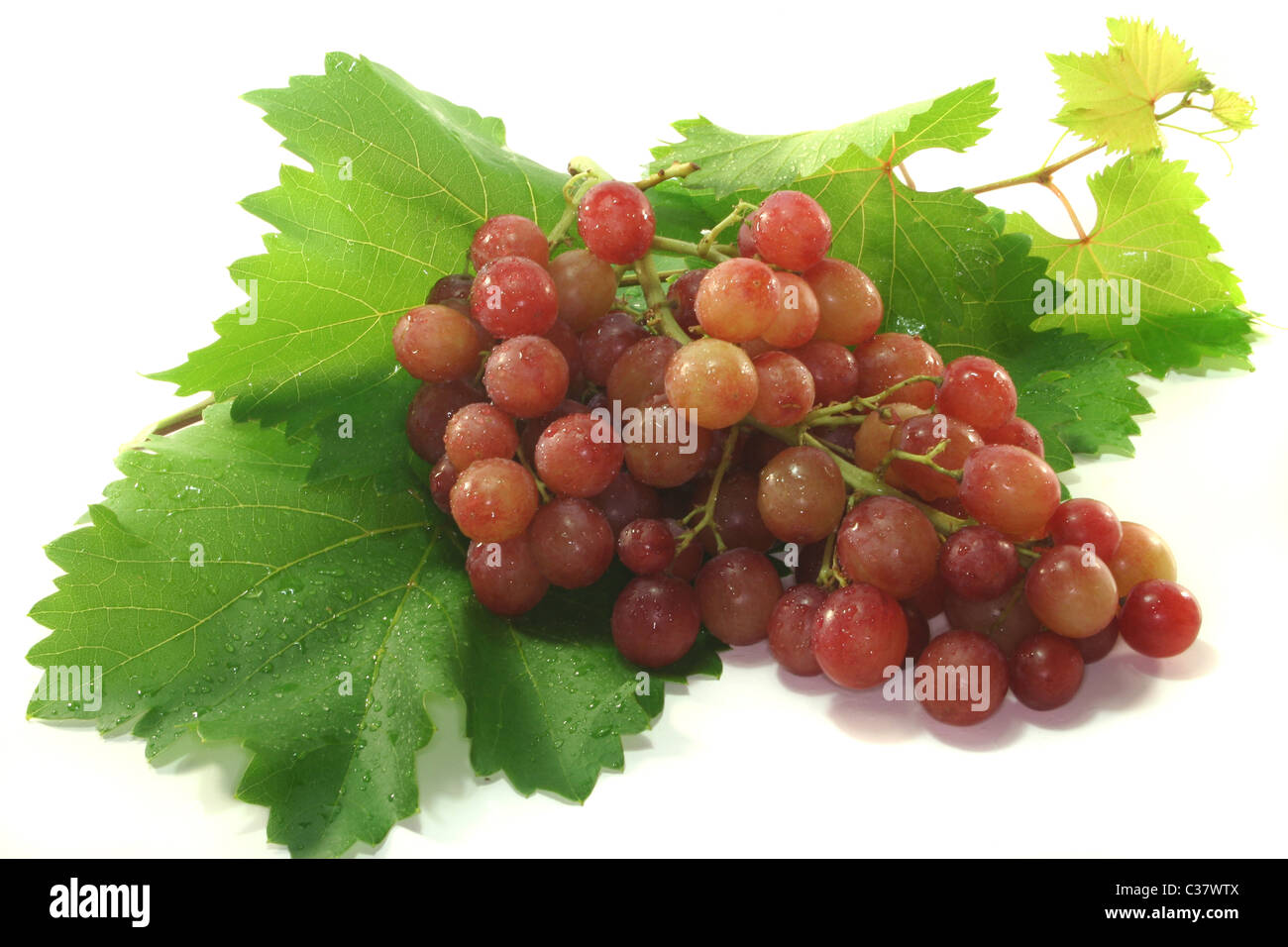 red grapes with vine tendril before a white background Stock Photo