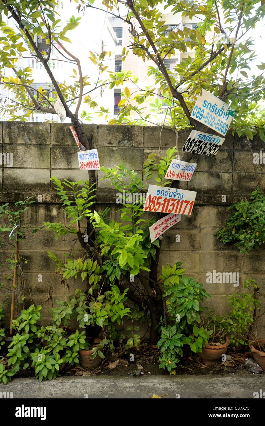 tree in bangkok used to advertise property for sale or to rent , bangkok, thailand Stock Photo
