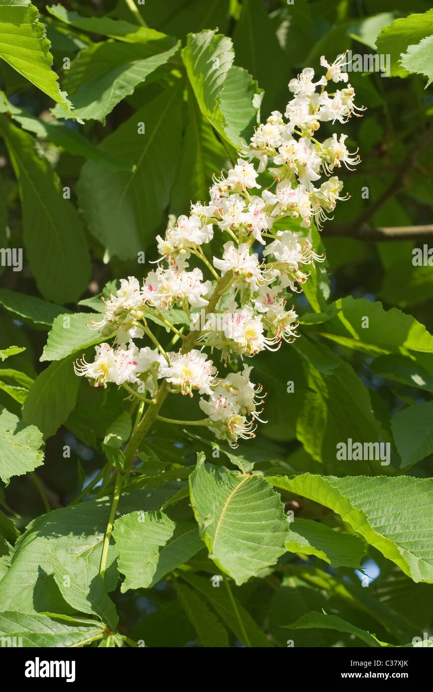 Sweet Chestnut Tree Flowers Hi res Stock Photography And Images Alamy Sweet Chestnut Tree Flowers Hi res Stock Photography And Images Alamy