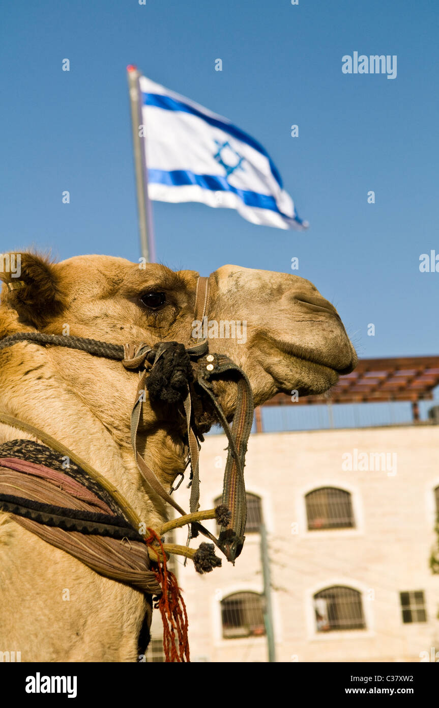 an-israeli-camel-C37XW2.jpg