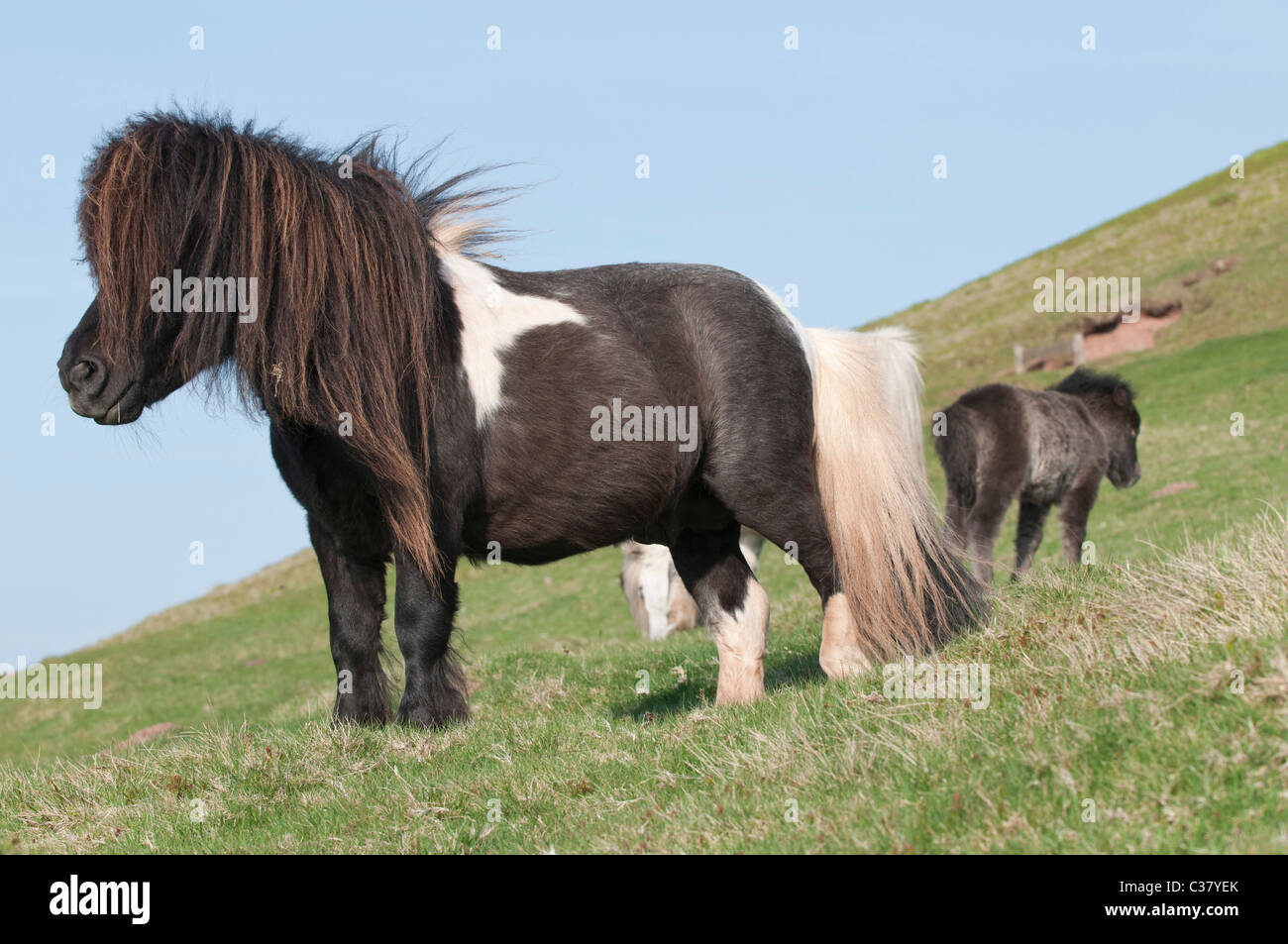 Welsh ponies standing on the hill side of the Black mountain near Hay-on-Wye, Wales Stock Photo