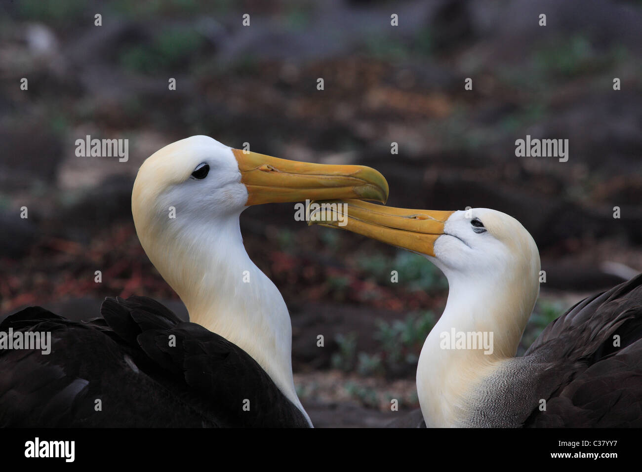 Tender Albatross pair after wedding dance on Galapagos Islands. Stock Photo