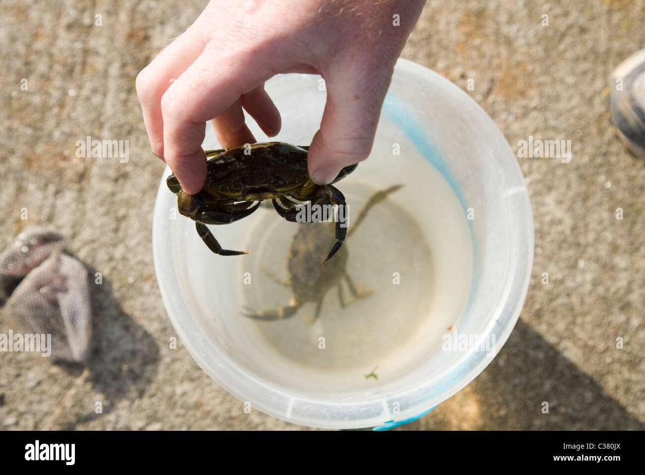 How to catch crab by hand in hold hi-res stock photography and images -  Alamy