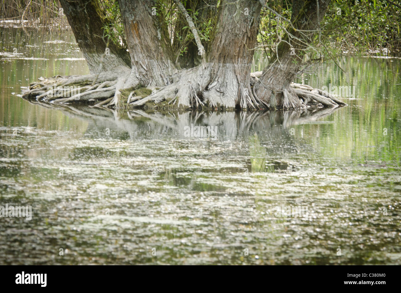 tree in water Stock Photo Alamy
