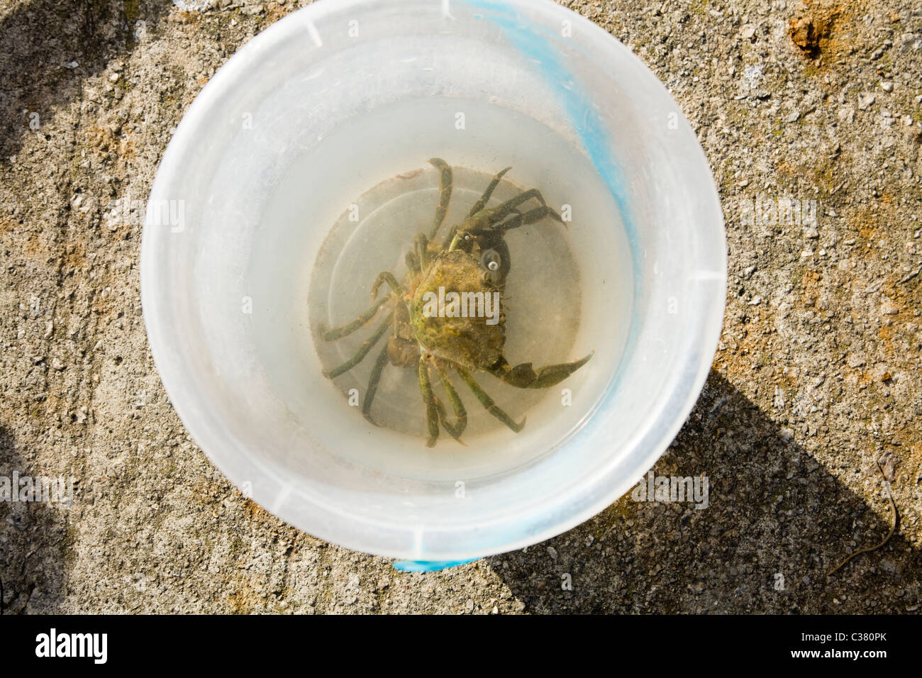 Crab / crabs in a bucket Stock Photo Alamy