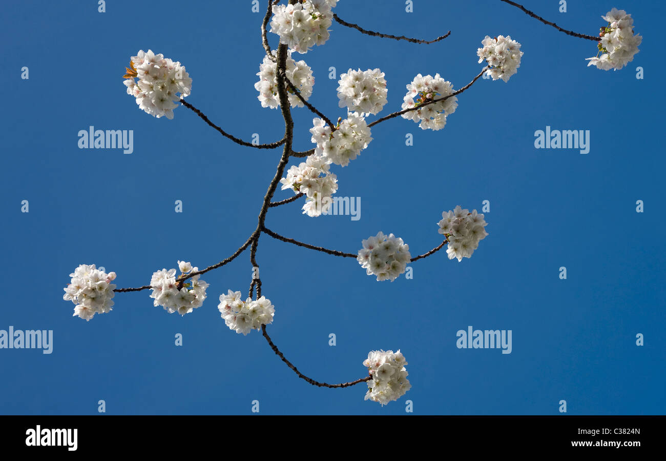 Cherry blossom in Whitehead, Northern Ireland Stock Photo Alamy
