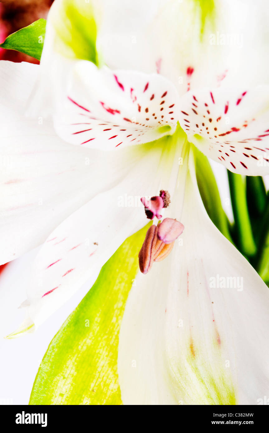 Lily botanical hi-res stock photography and images - Alamy