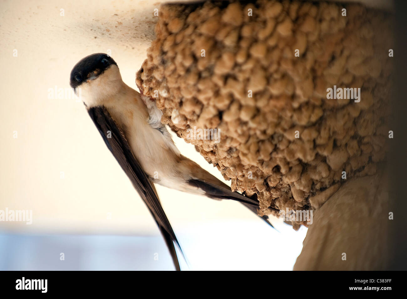Swallow, Sardinia, Italy Stock Photo Alamy