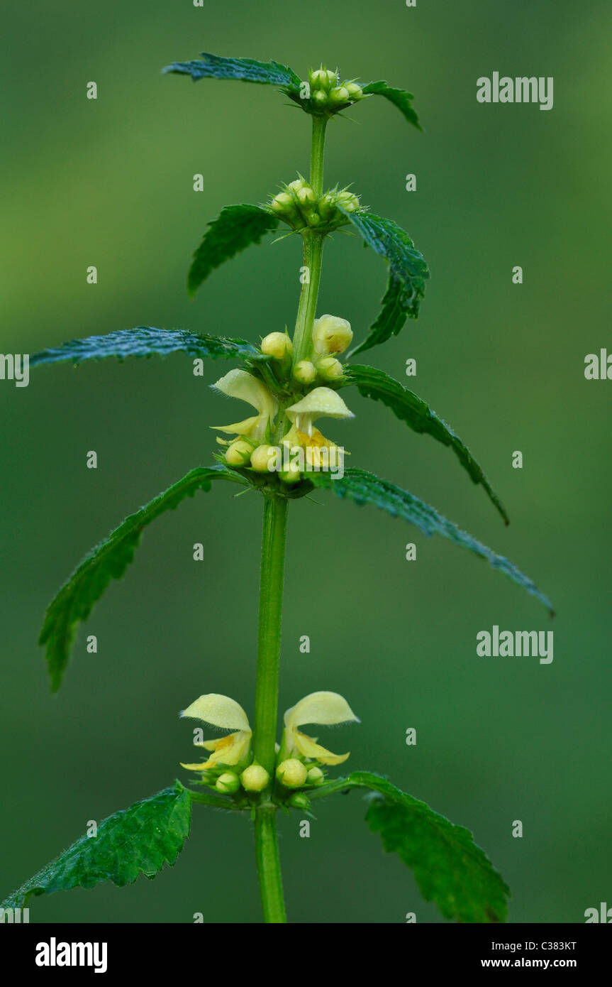 The yellow flowers of yellow archangel (Lamiastrum galebodolon) seen in Spring UK Stock Photo