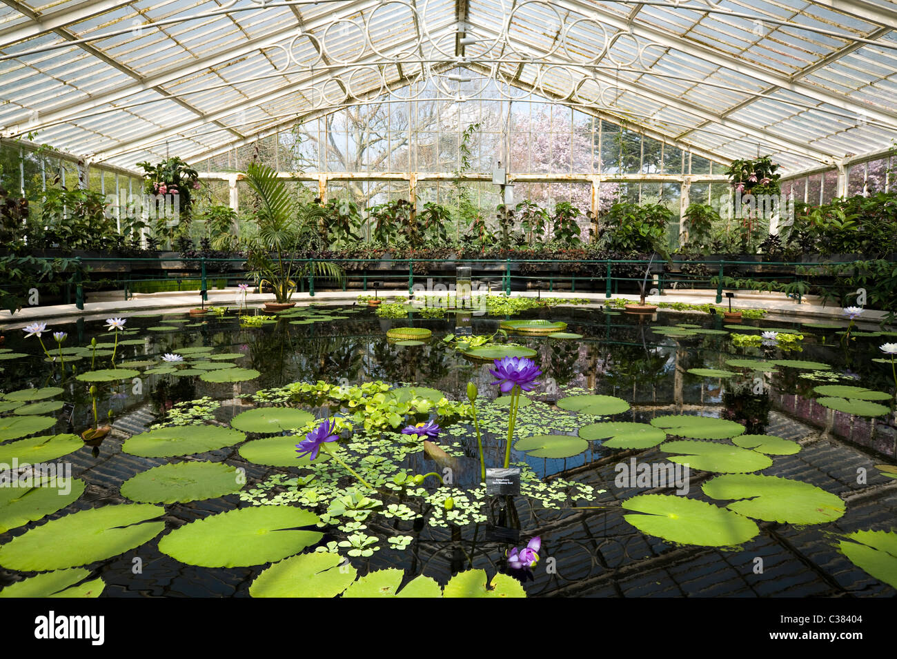 Interior of lilly pond / flower / flowering lillies inside Water Lily
