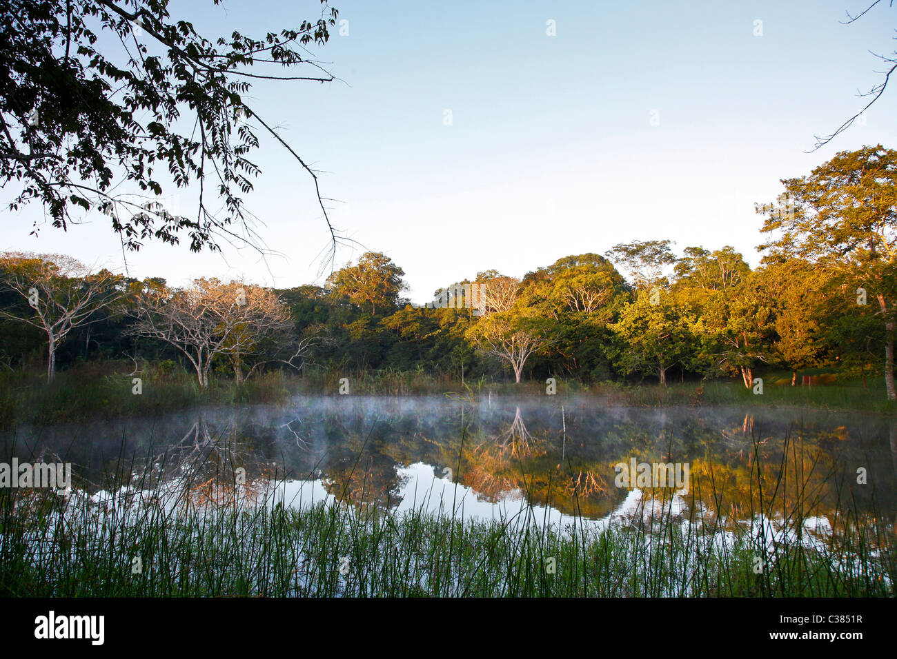 Jungle, Peten, Guatemala, America Stock Photo - Alamy