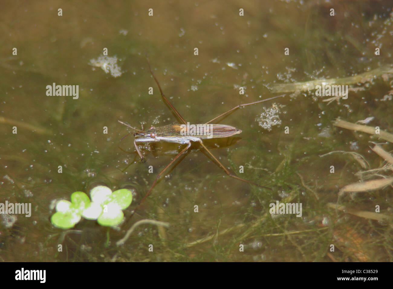 Pond skater surface tension hires stock photography and images Alamy