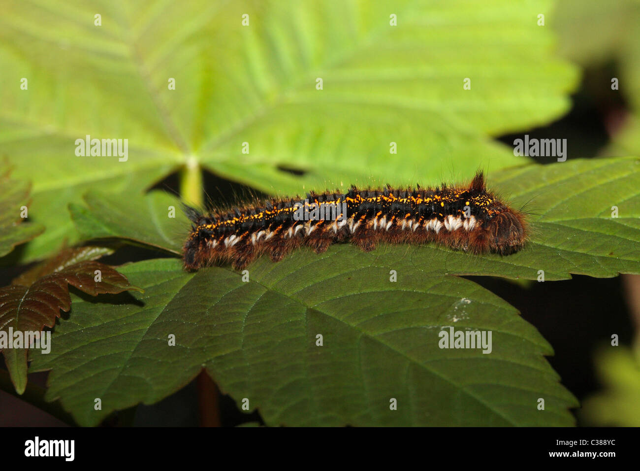 Hairy Caterpillar of the Drinker Moth Stock Photo Alamy