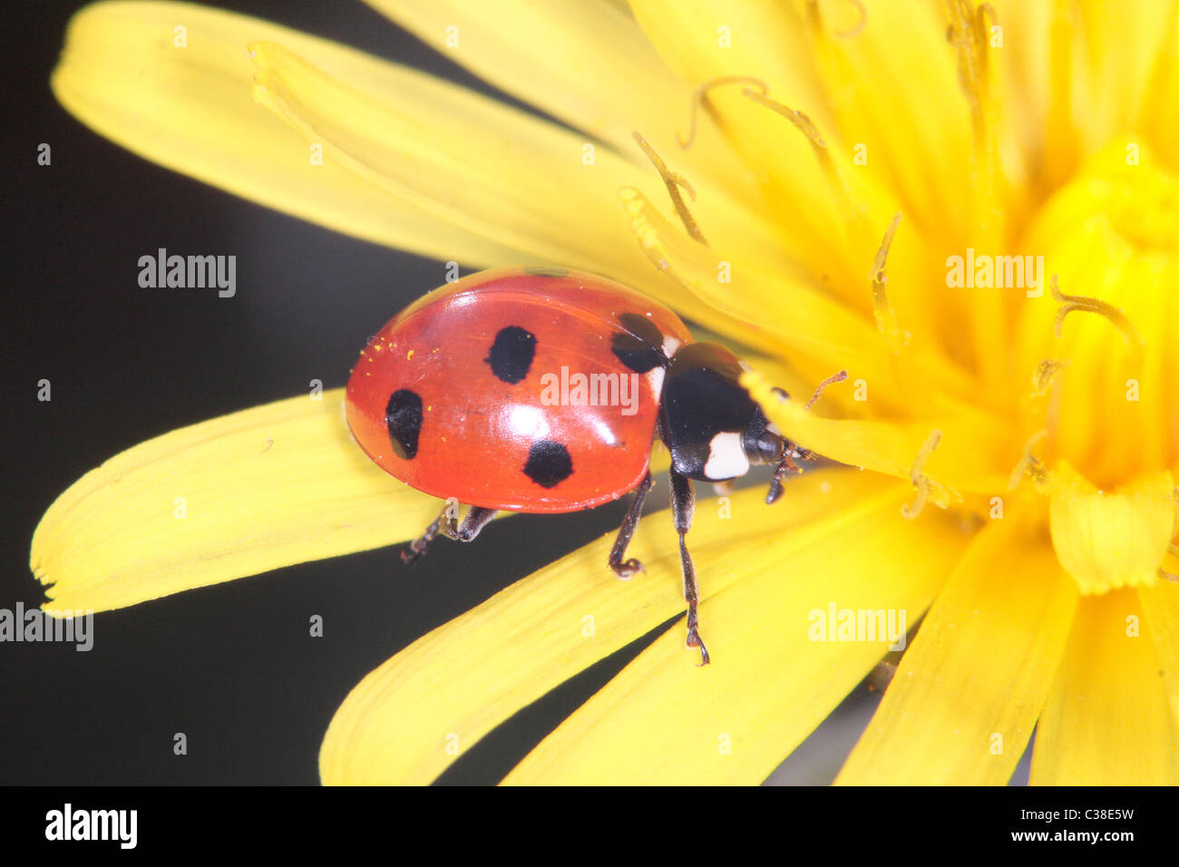 7 Spot Ladybird Stock Photo