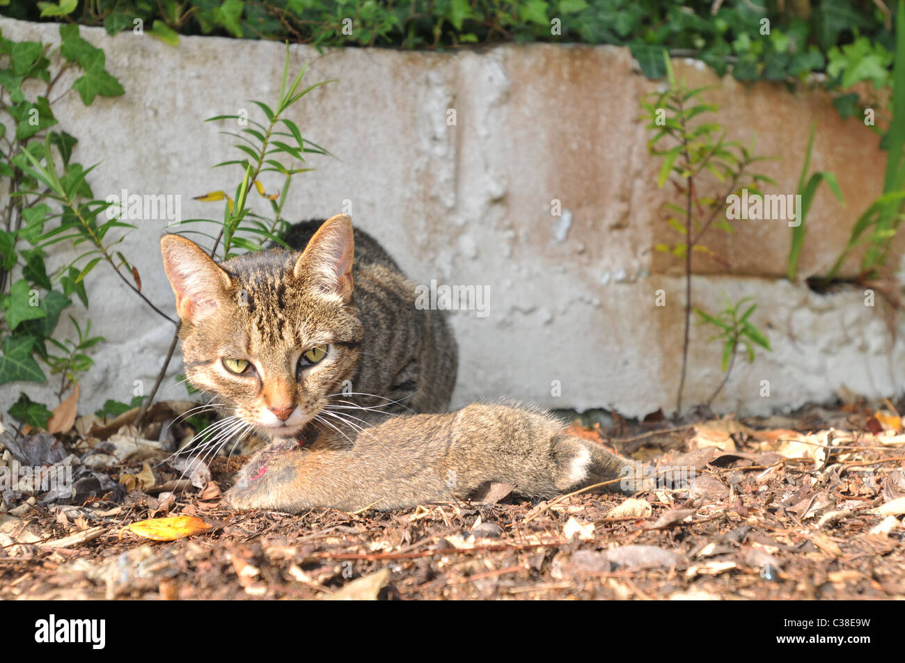 A tabby cat devours a rabbit from the head down Stock Photo