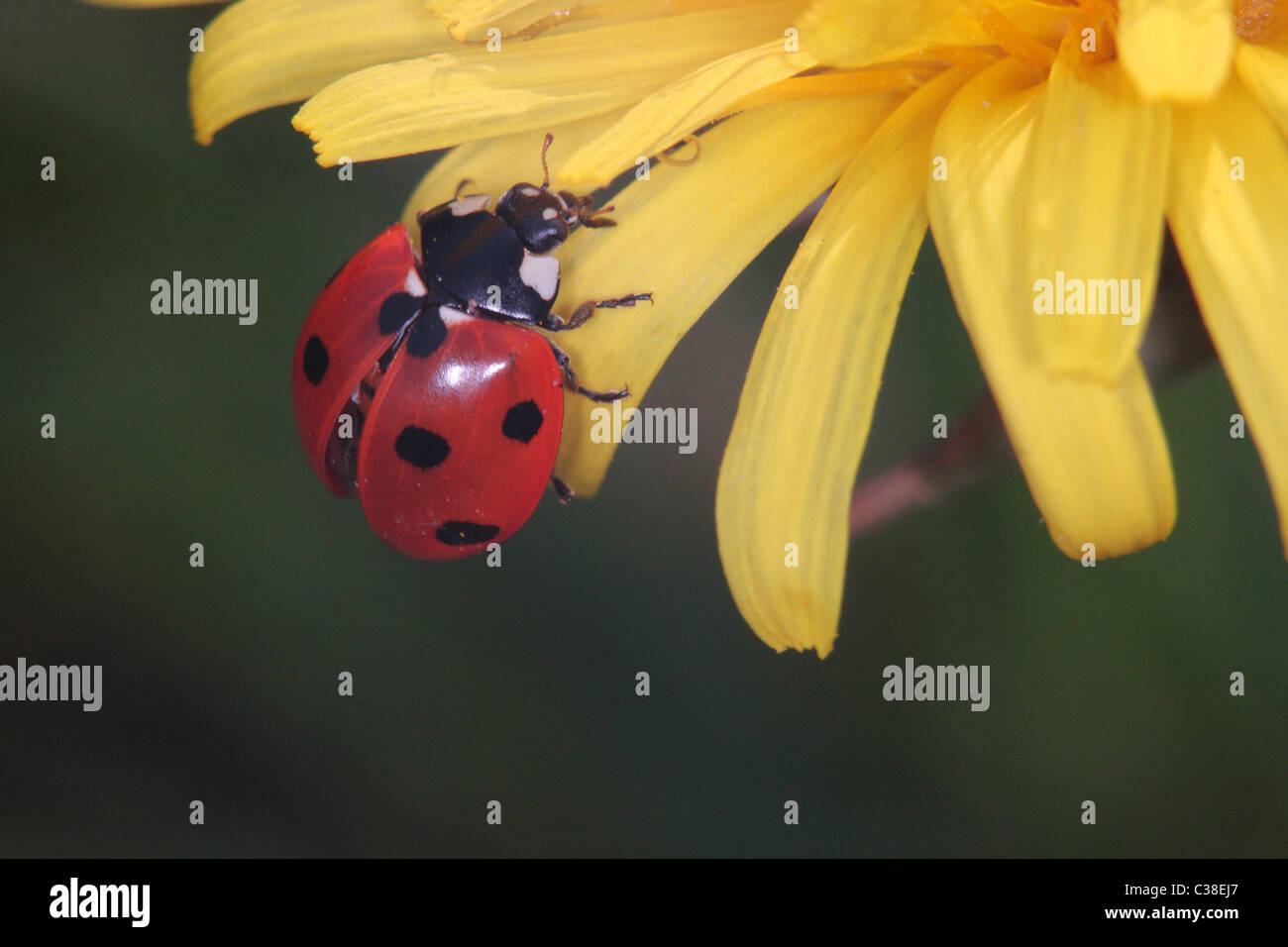 Ladybird wing hires stock photography and images Alamy