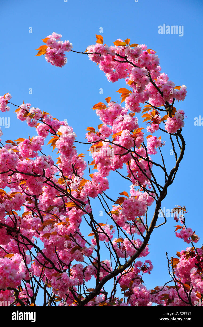Pink Cherry Tree blossoms in Spring time Stock Photo - Alamy