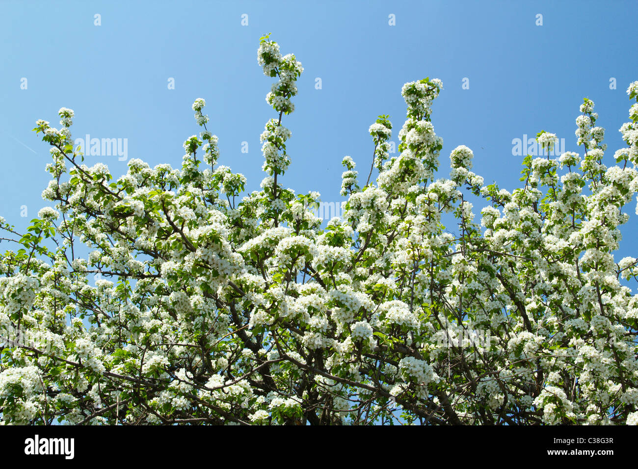 Flowering cherry on a background of blue sky Stock Photo - Alamy