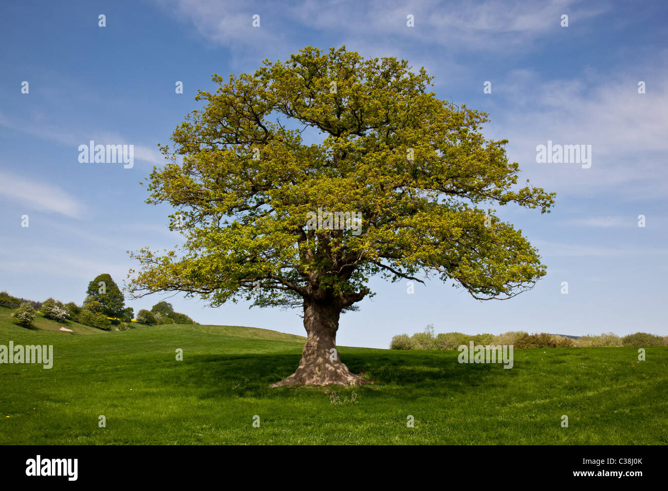 Oak tree in field near Staunton on Arrow, Herefordshire Stock Photo - Alamy