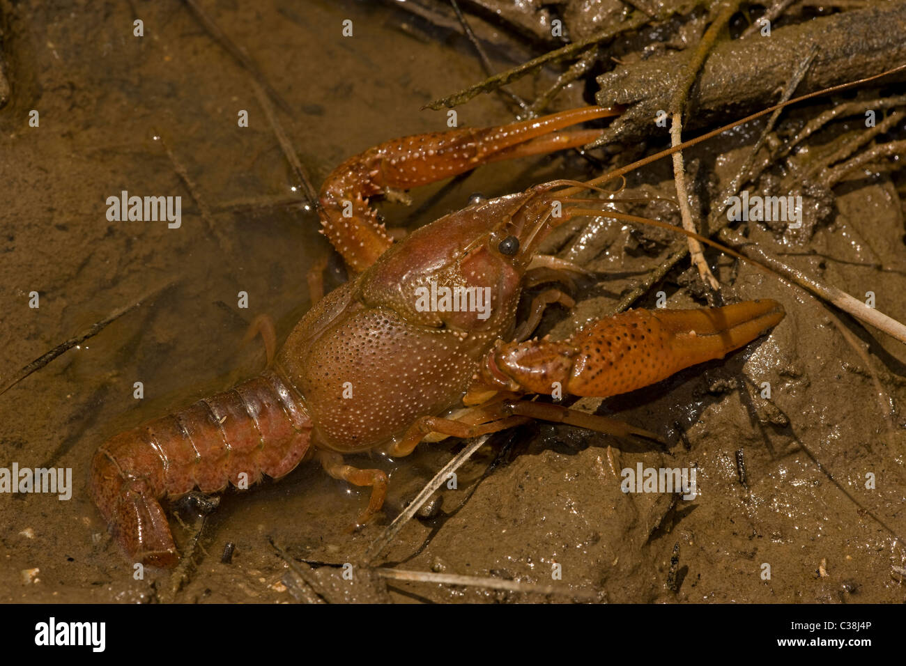 Red Swamp Crawfish (Procambarus clarkii) Called cray fish - Louisiana - USA  Defensive display - Important food item Stock Photo