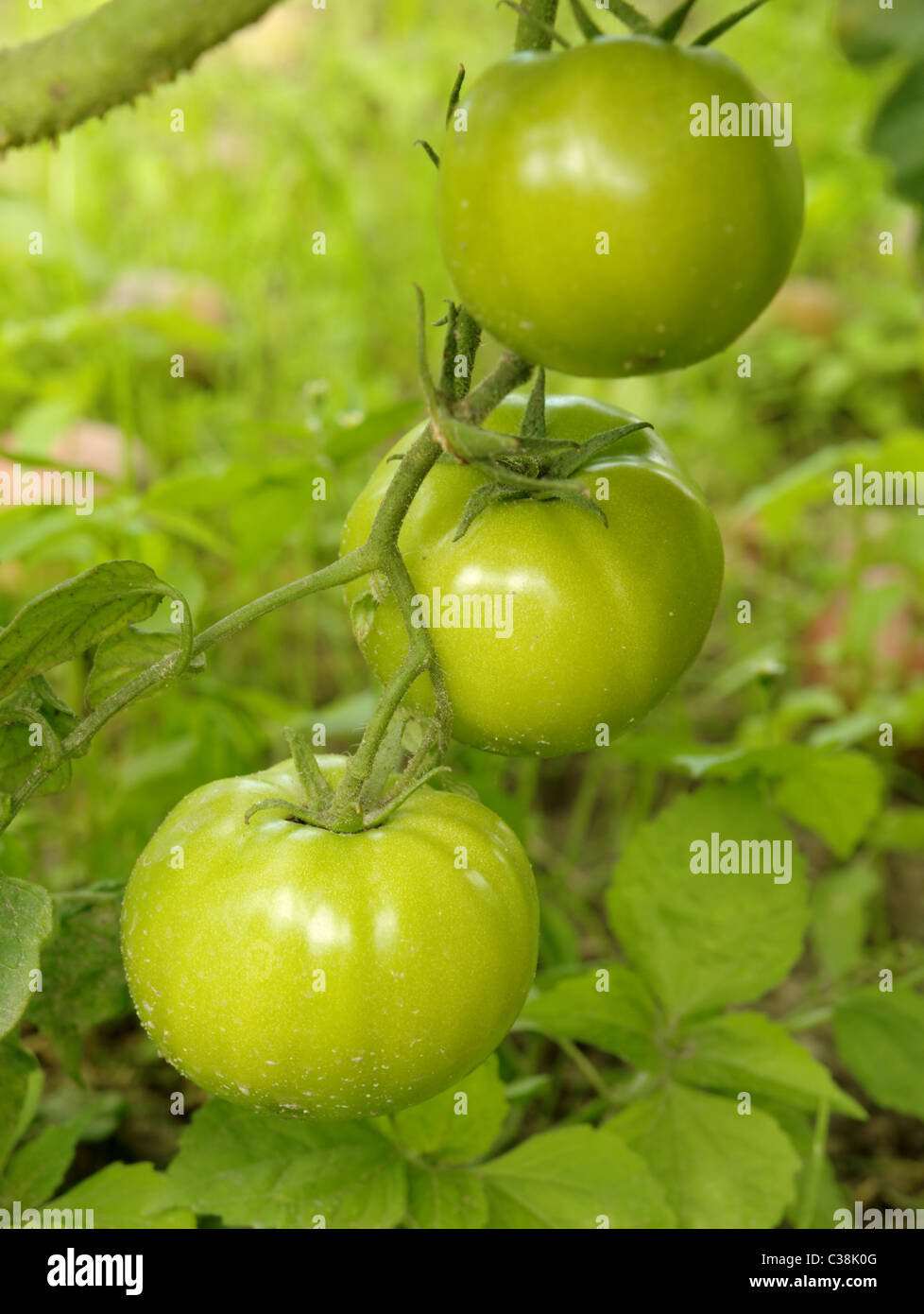 Green tomato in the garden Stock Photo