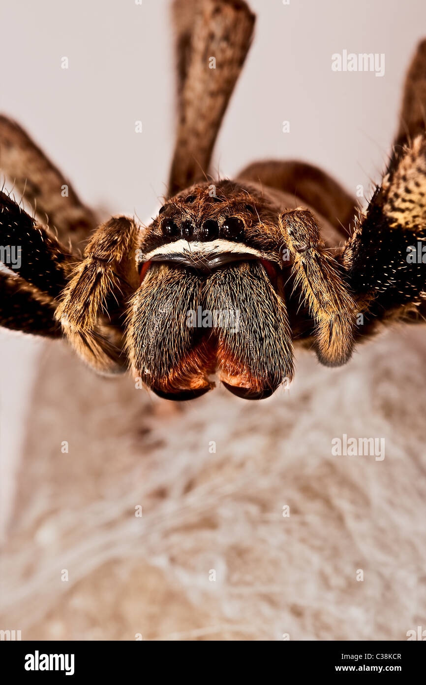 39 African Rain Spider Images, Stock Photos, 3D objects, & Vectors