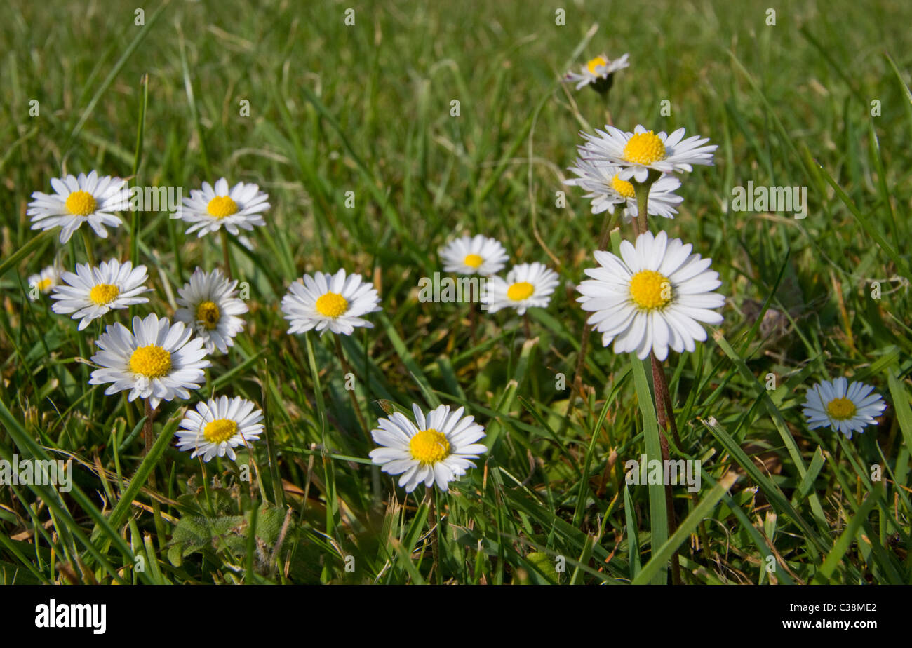 Daisies growing on a lawn Stock Photo Alamy