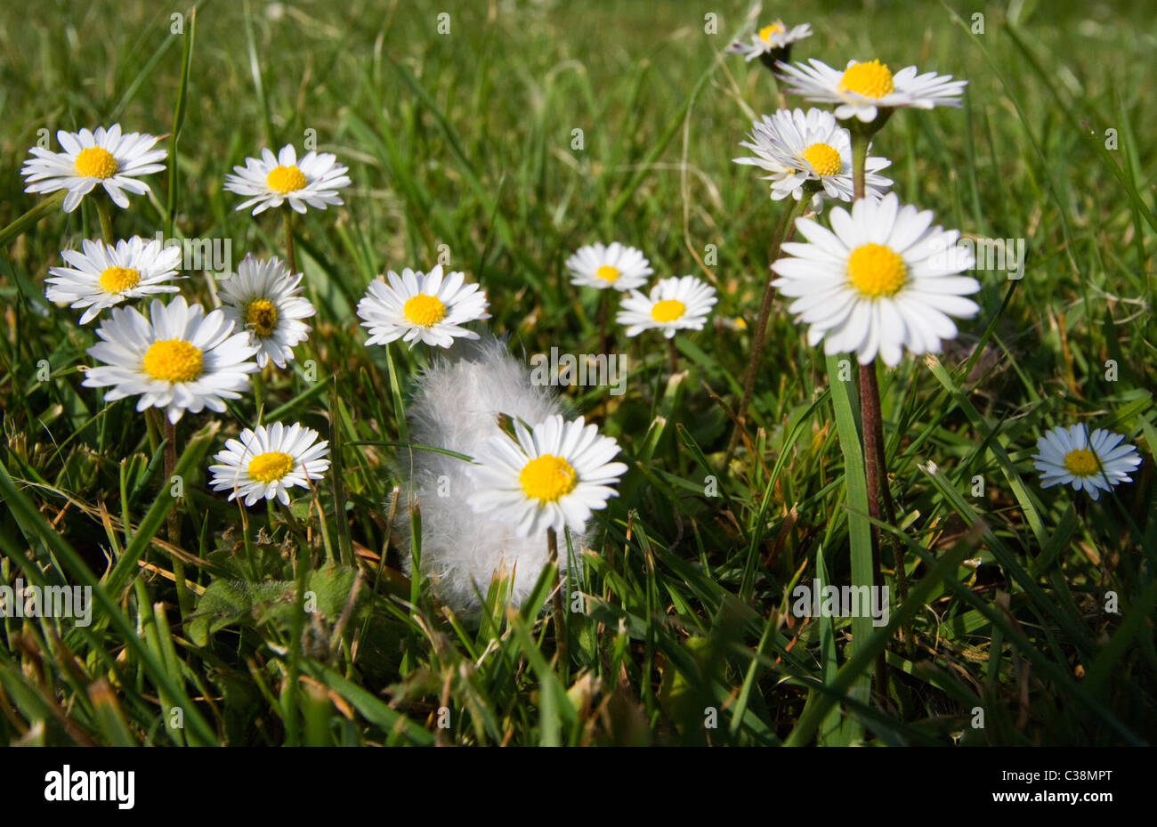 Daisies growing on a lawn Stock Photo Alamy