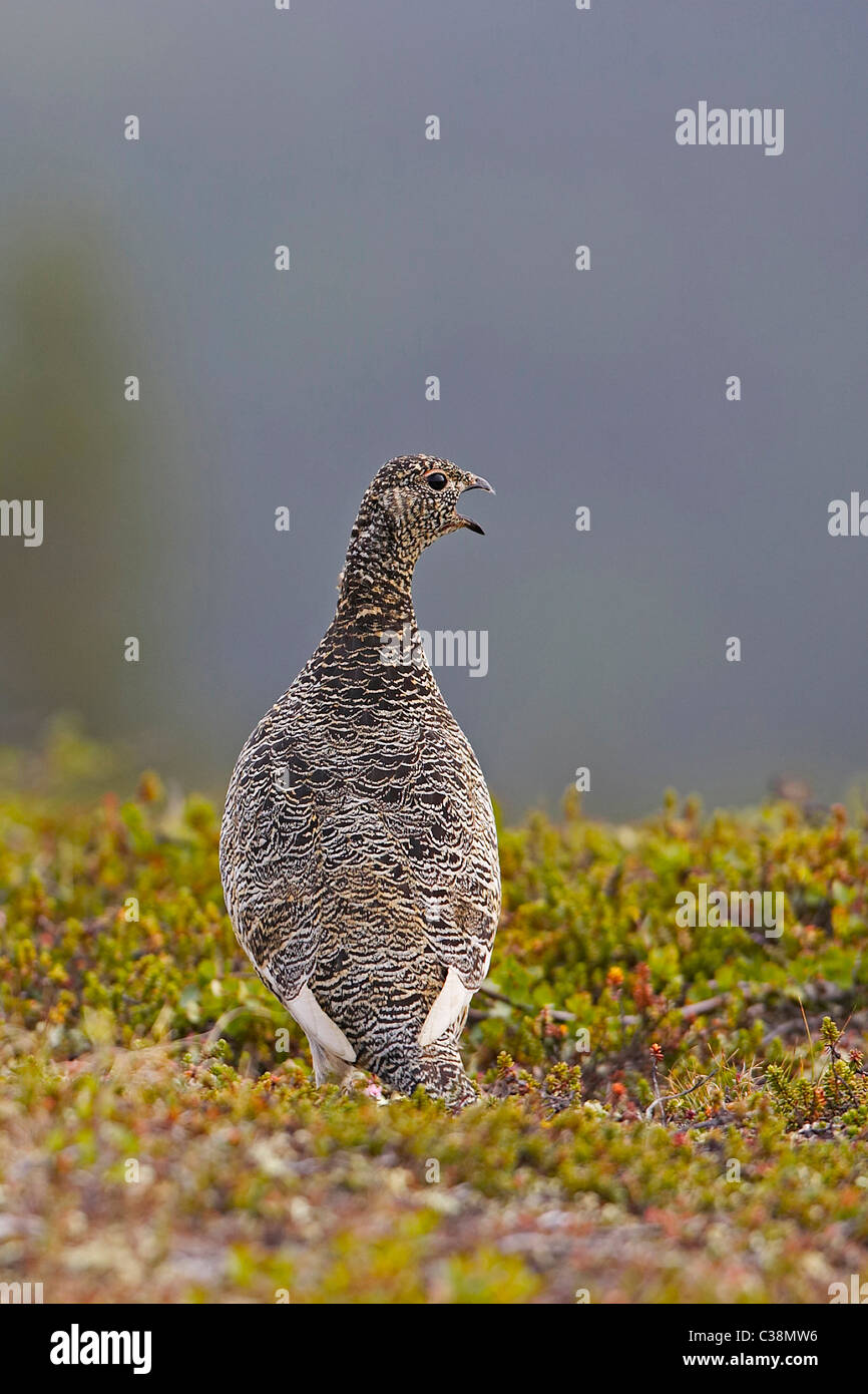 Summer Ptarmigan Hi res Stock Photography And Images Alamy Summer Ptarmigan Hi res Stock Photography And Images Alamy