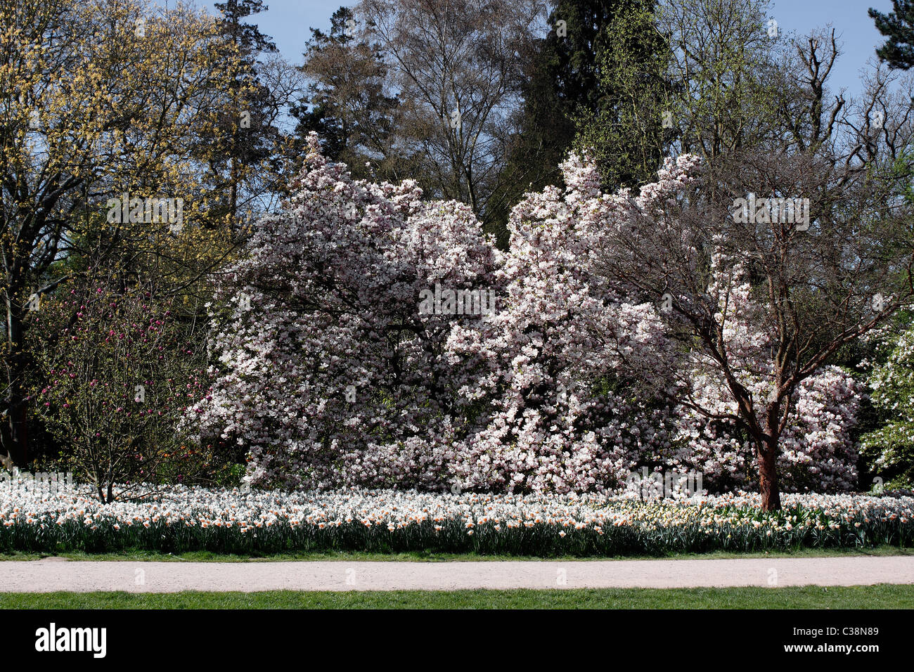 A MAGNOLIA TREE WITH NARCISSUS UNDER PLANTED GROWING AT RHS WISLEY UK